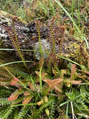 Blechnum penna-marina