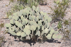 Opuntia rufida