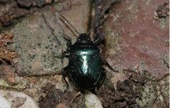 Zicrona caerulea