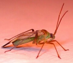 Adelphocoris lineolatus