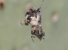 Metepeira labyrinthea