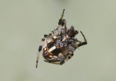 Metepeira labyrinthea