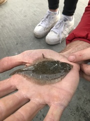 Citharichthys stigmaeus