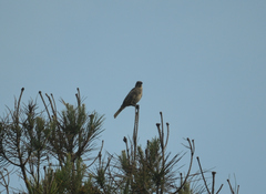 Mimus thenca