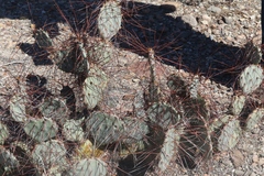 Opuntia azurea
