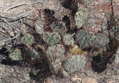 Opuntia azurea