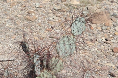 Opuntia azurea