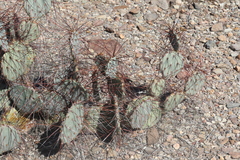 Opuntia azurea
