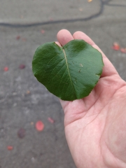 Pyrus calleryana