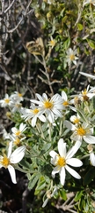 Chiliotrichum diffusum