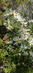 Chiliotrichum diffusum