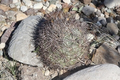 Echinomastus warnockii