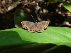 Detritivora hermodora