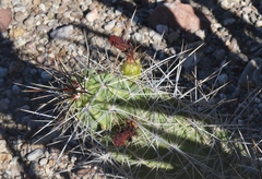 Echinocereus enneacanthus enneacanthus
