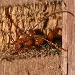 Phymatodes testaceus