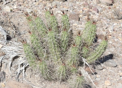 Echinocereus enneacanthus enneacanthus