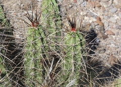 Echinocereus enneacanthus enneacanthus