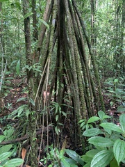 Socratea exorrhiza