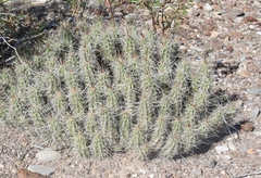 Echinocereus enneacanthus enneacanthus