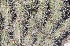 Echinocereus enneacanthus enneacanthus