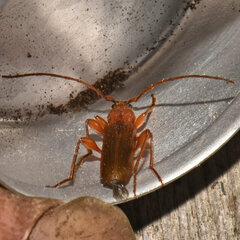 Phymatodes testaceus