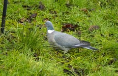 Columba palumbus