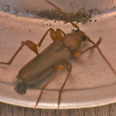 Phymatodes testaceus