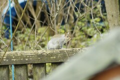 Sciurus carolinensis