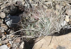 Echinomastus warnockii