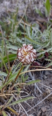 Hypochaeris incana