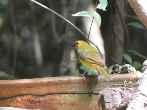 Olive-naped Weaver (Ploceus brachypterus), photo 6