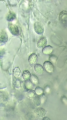 Melanoleuca polioleuca