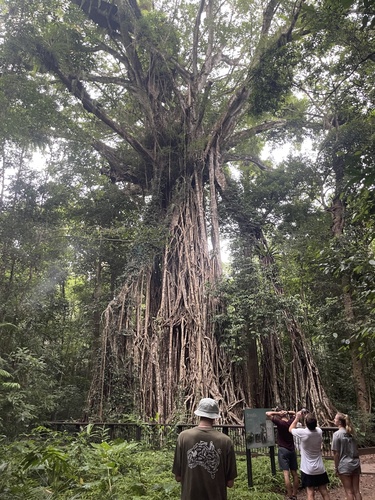 Ficus virens