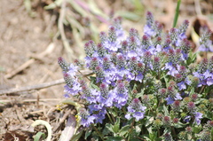 Veronica prostrata