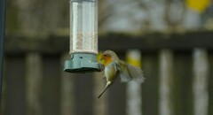 Erithacus rubecula