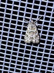 Scoparia basalis