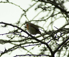 Erithacus rubecula