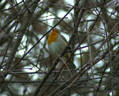Erithacus rubecula