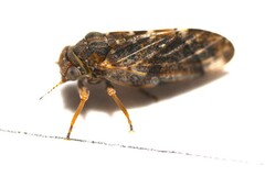 Pachypsylla celtidisvesicula