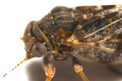 Pachypsylla celtidisvesicula