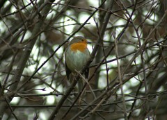 Erithacus rubecula