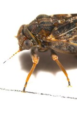 Pachypsylla celtidisvesicula