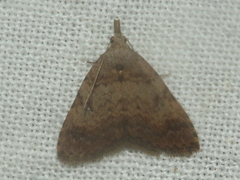 Alapadna pauropis