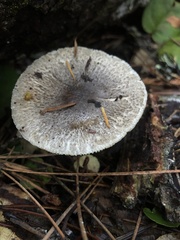Lepiota atrodisca