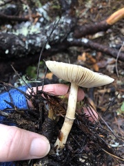 Lepiota atrodisca