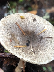 Lepiota atrodisca