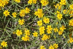 Pectis angustifolia tenella