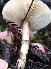 Lepiota atrodisca