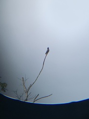 Chelidoptera tenebrosa