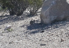 Ammospermophilus interpres